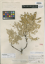 Lonchocarpus lindsayi image