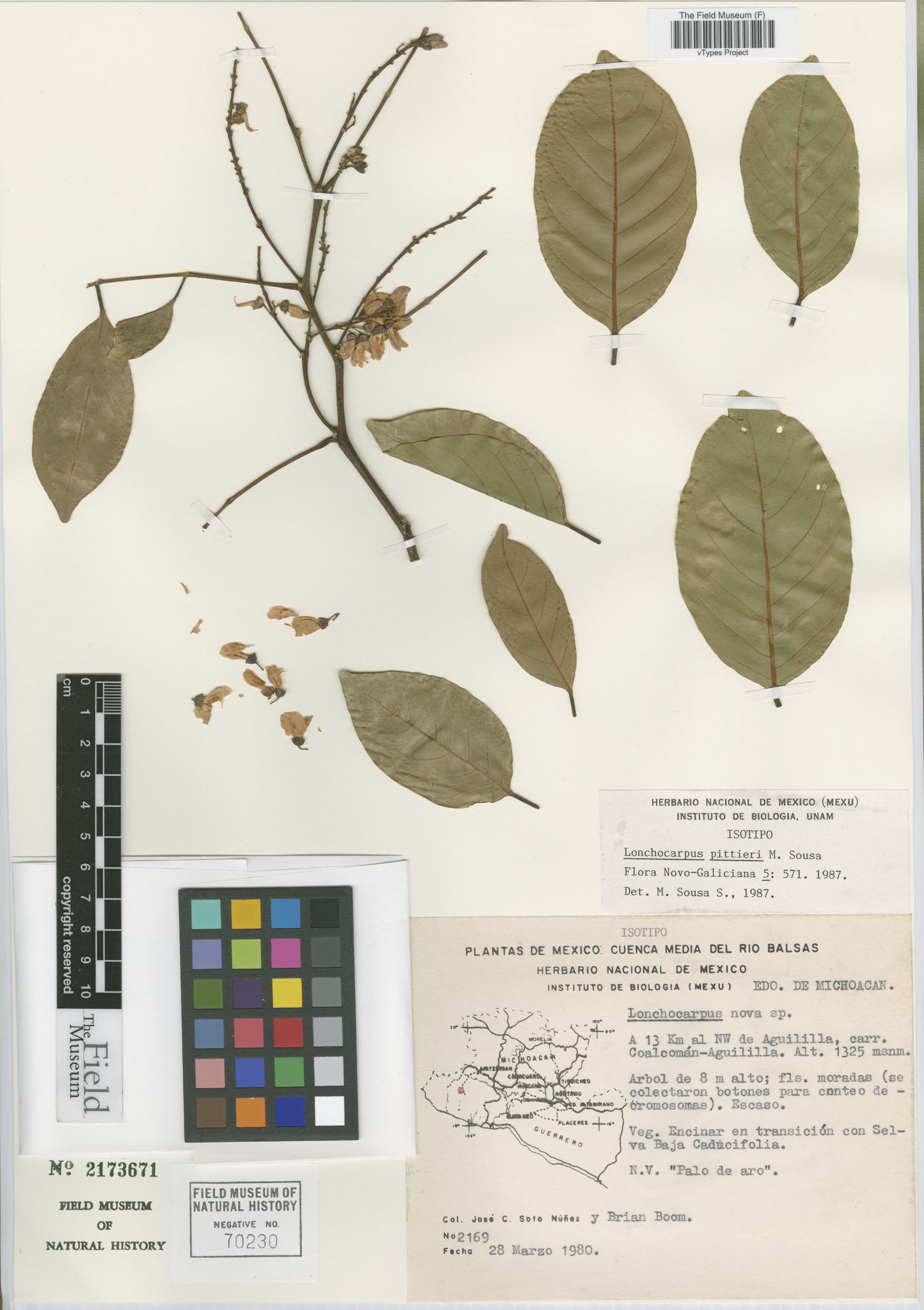 Lonchocarpus pittieri image