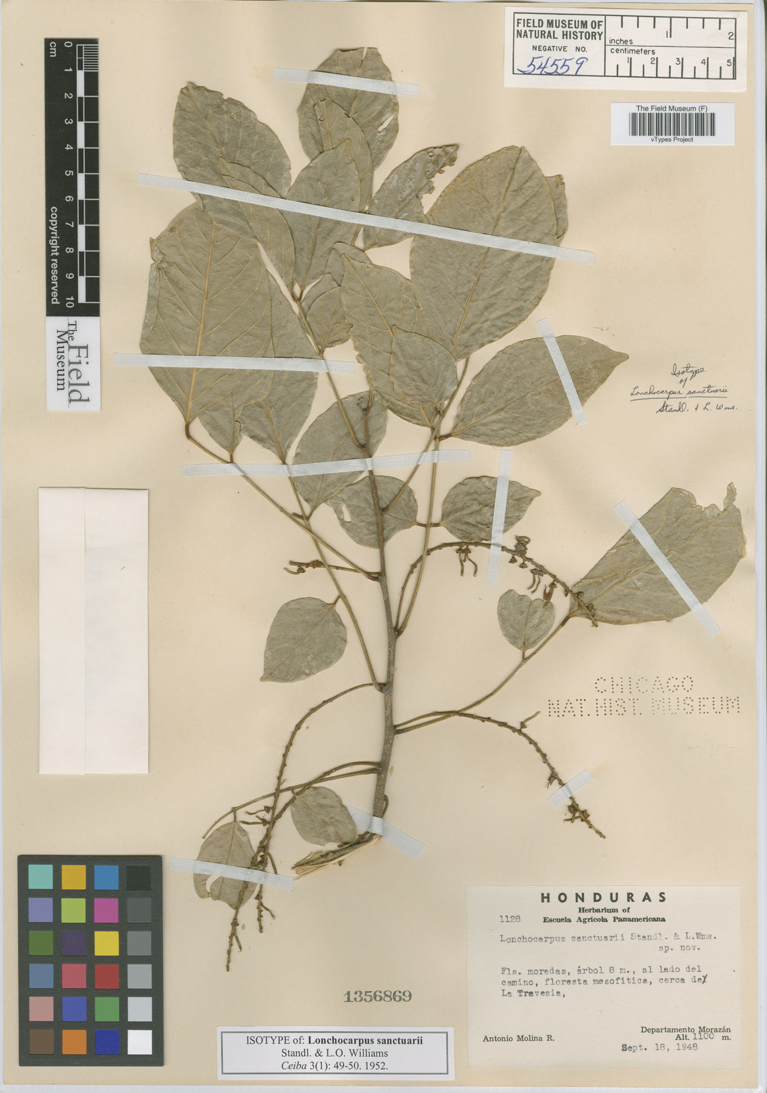 Lonchocarpus sanctuarii image