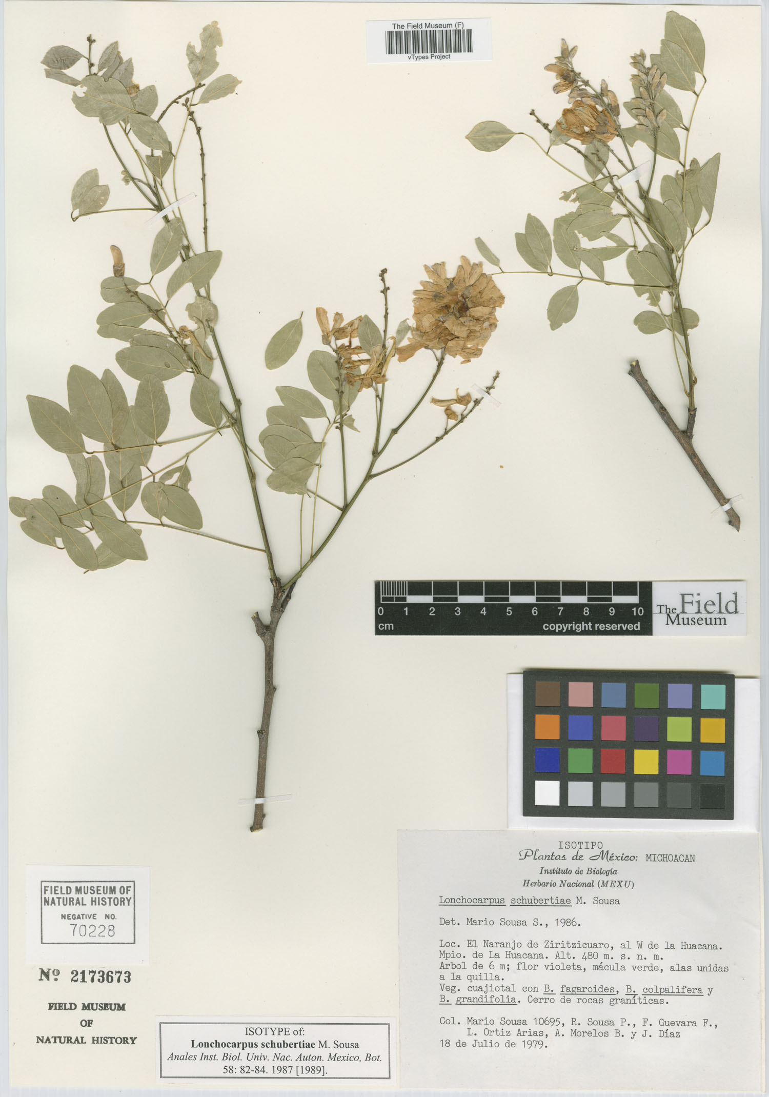 Lonchocarpus schubertiae image