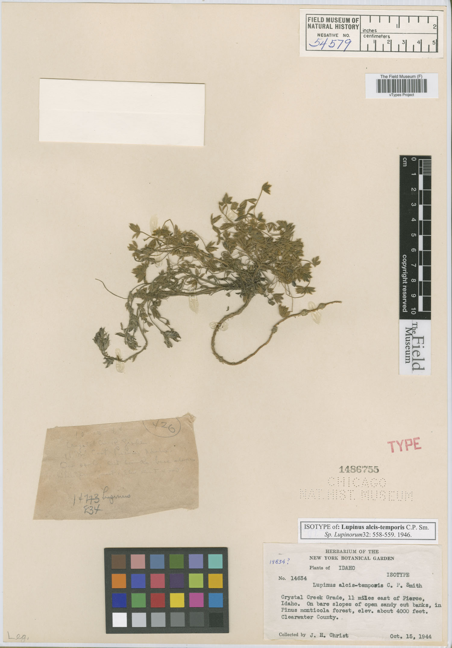 Lupinus alcis-temporis image