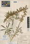 Lupinus gentryanus image