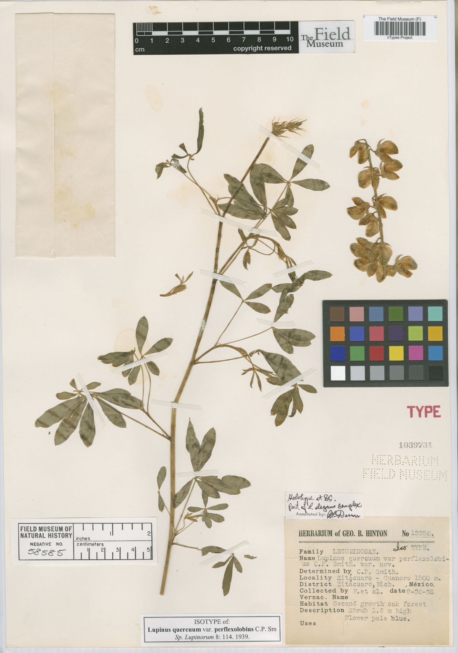 Lupinus quercuum var. perflexolobius image