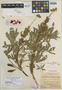 Lupinus valerioi Standl., COSTA RICA, P. C. Standley 43668, Isotype, F