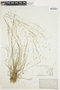 Poa autumnalis image