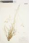 Poa autumnalis image