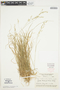 Poa autumnalis image