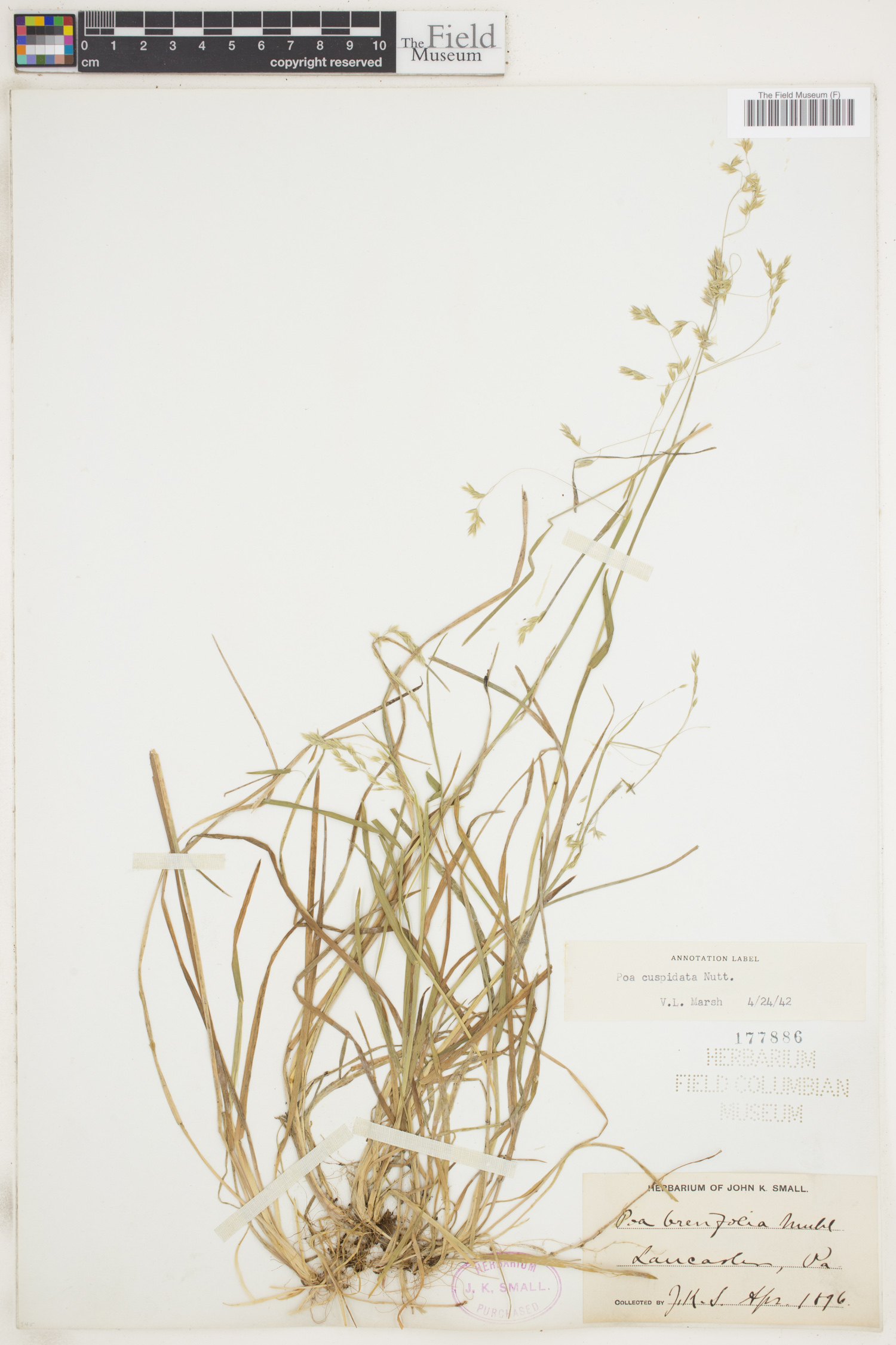 Poa cuspidata image