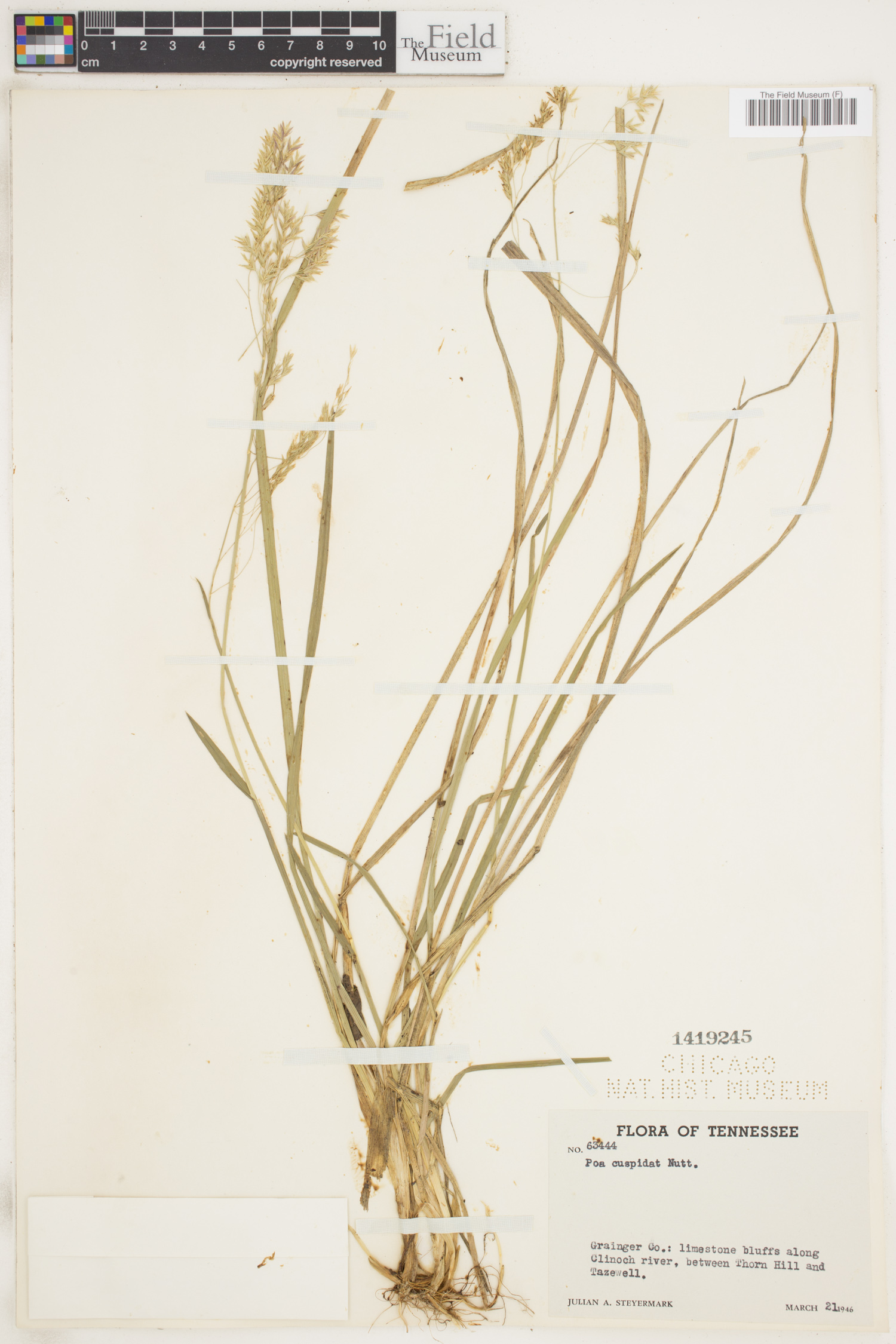 Poa cuspidata image