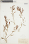 Rumex paucifolius image