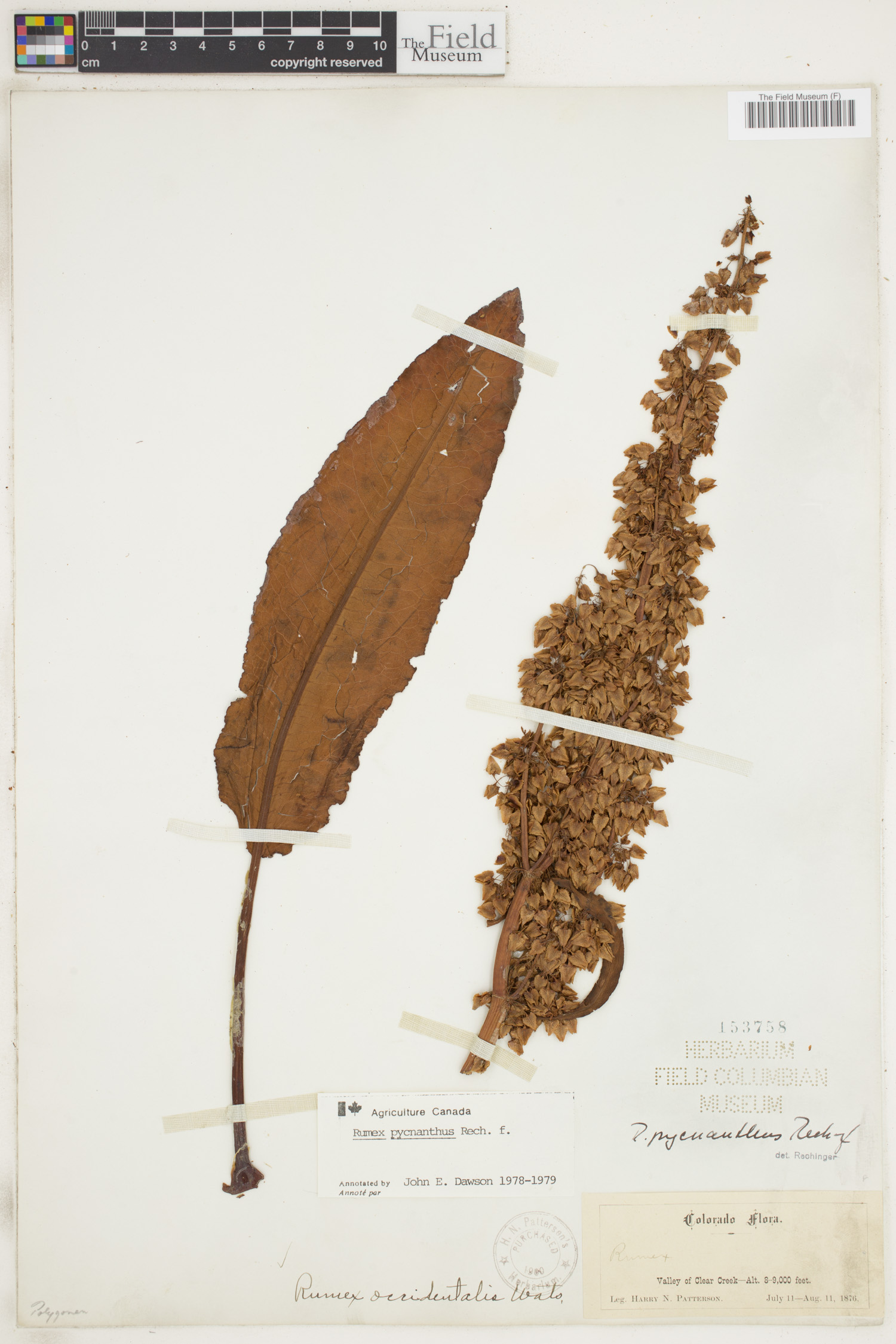 Rumex pycnanthus image
