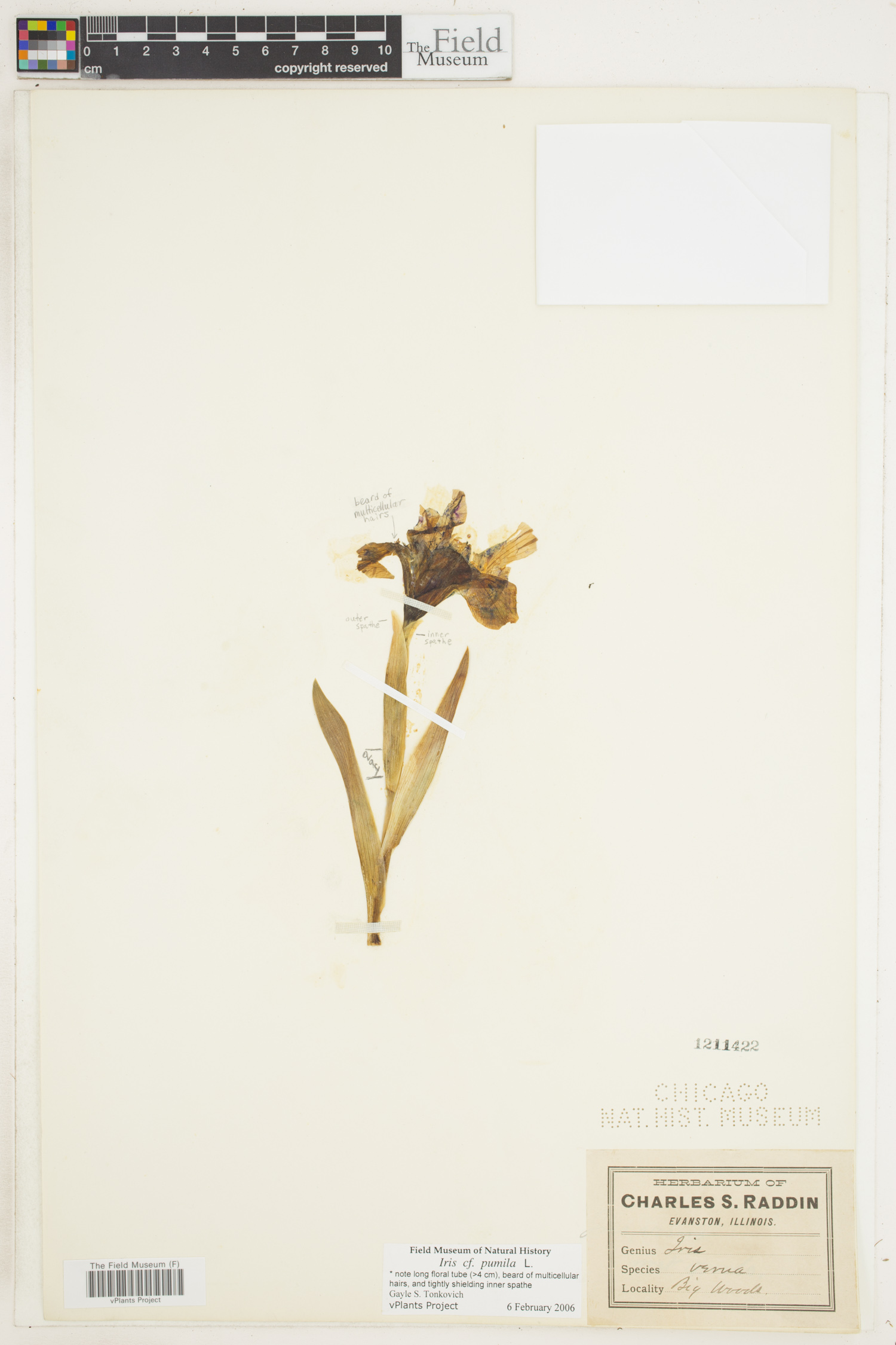 Iris pumila image