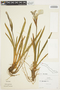 Iris setosa Link, U.S.A., R. J. Reich 627, F