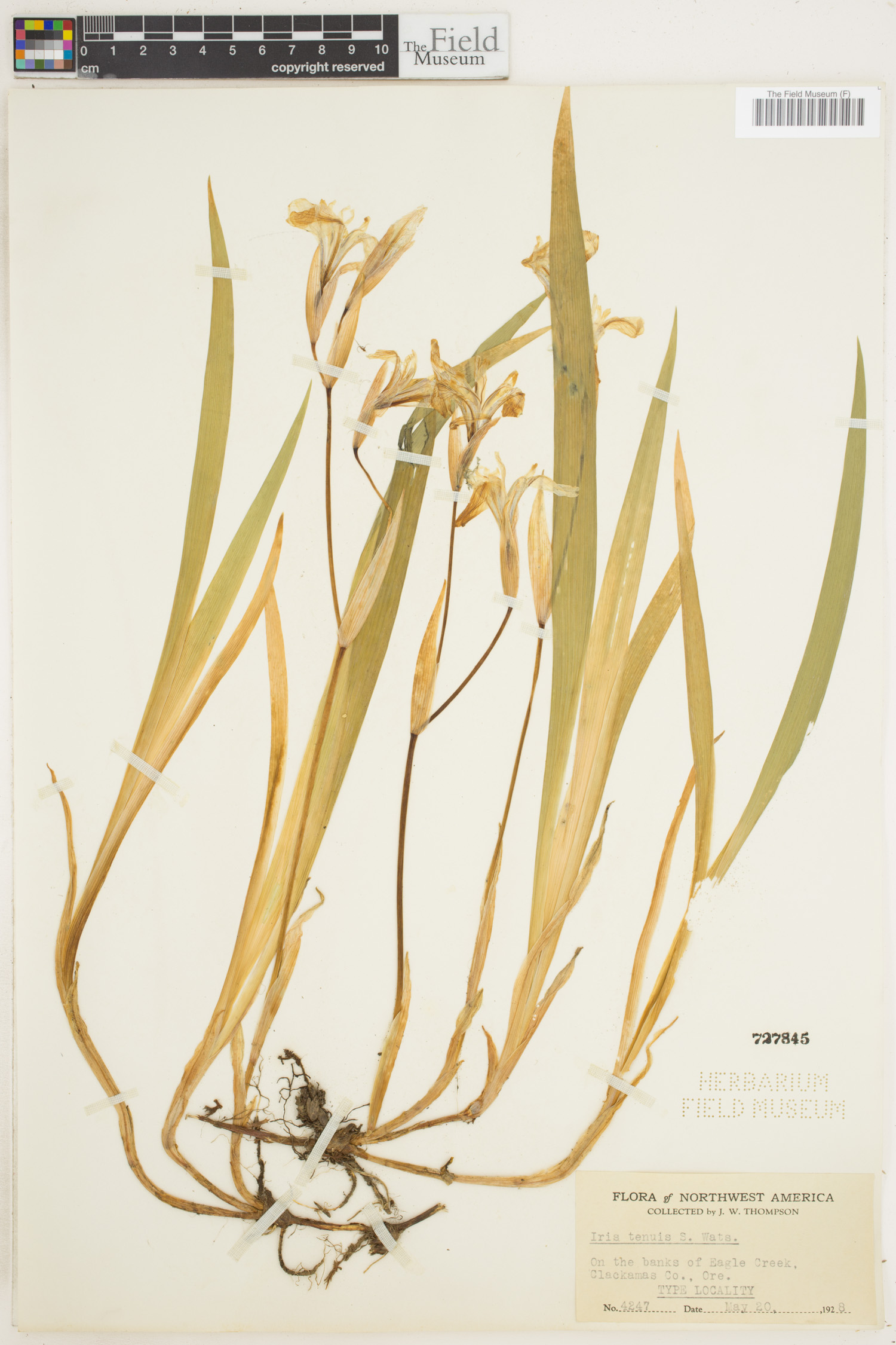 Iris tenuis image