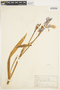 Iris versicolor L., U.S.A., R. Murdoch 555, F