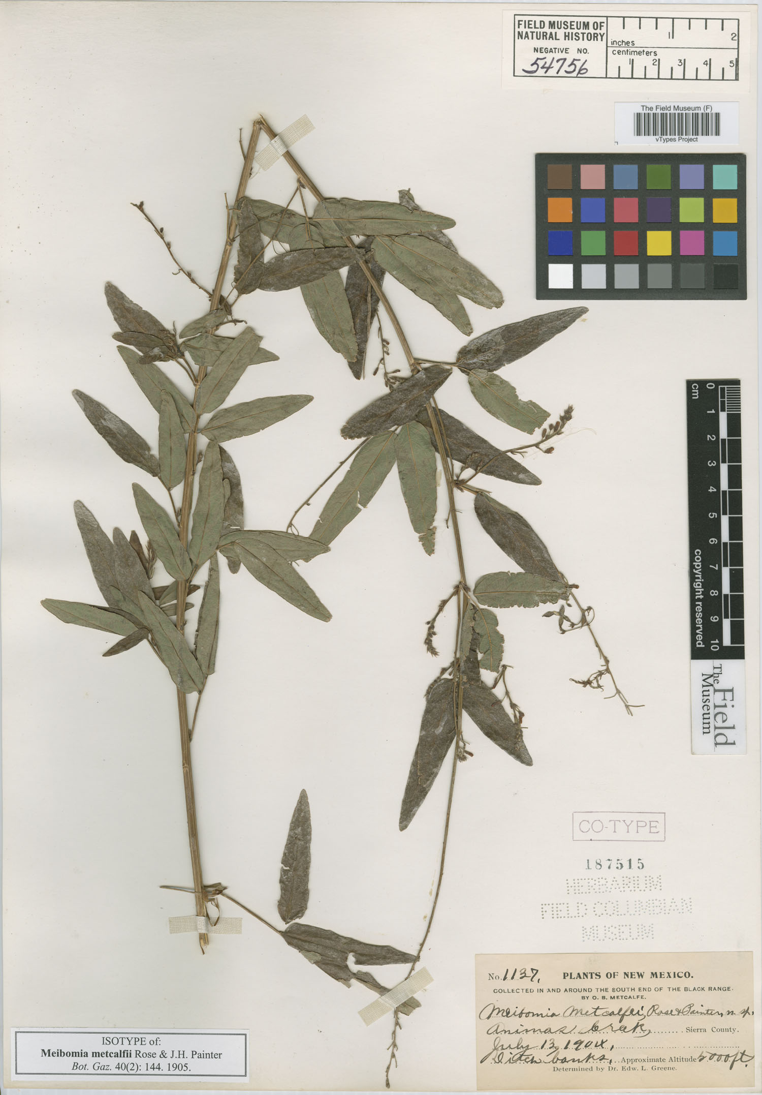 Desmodium metcalfii image