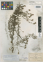 Dalea abietifolia image
