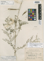 Peteria pinetorum image