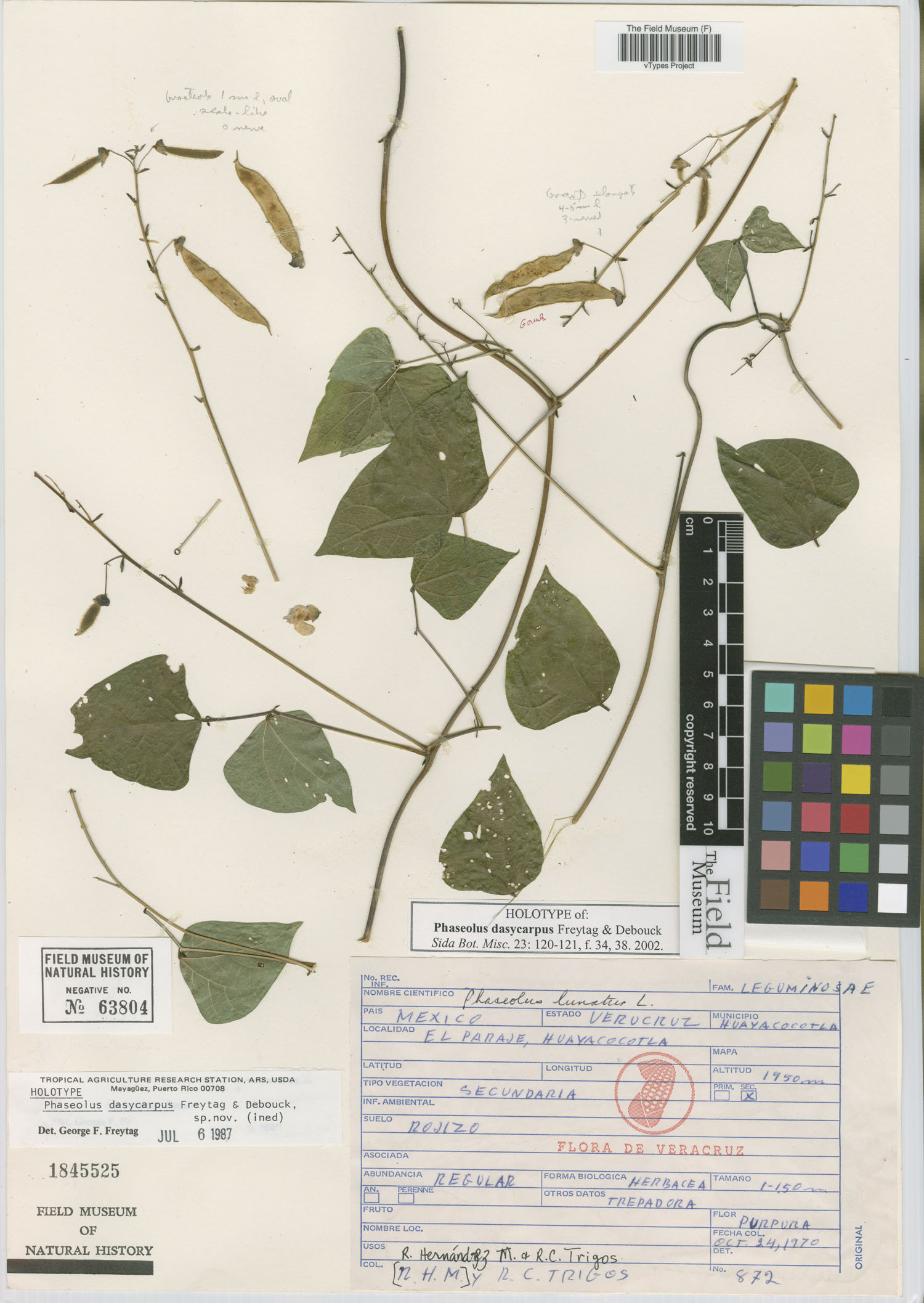 Phaseolus dasycarpus image