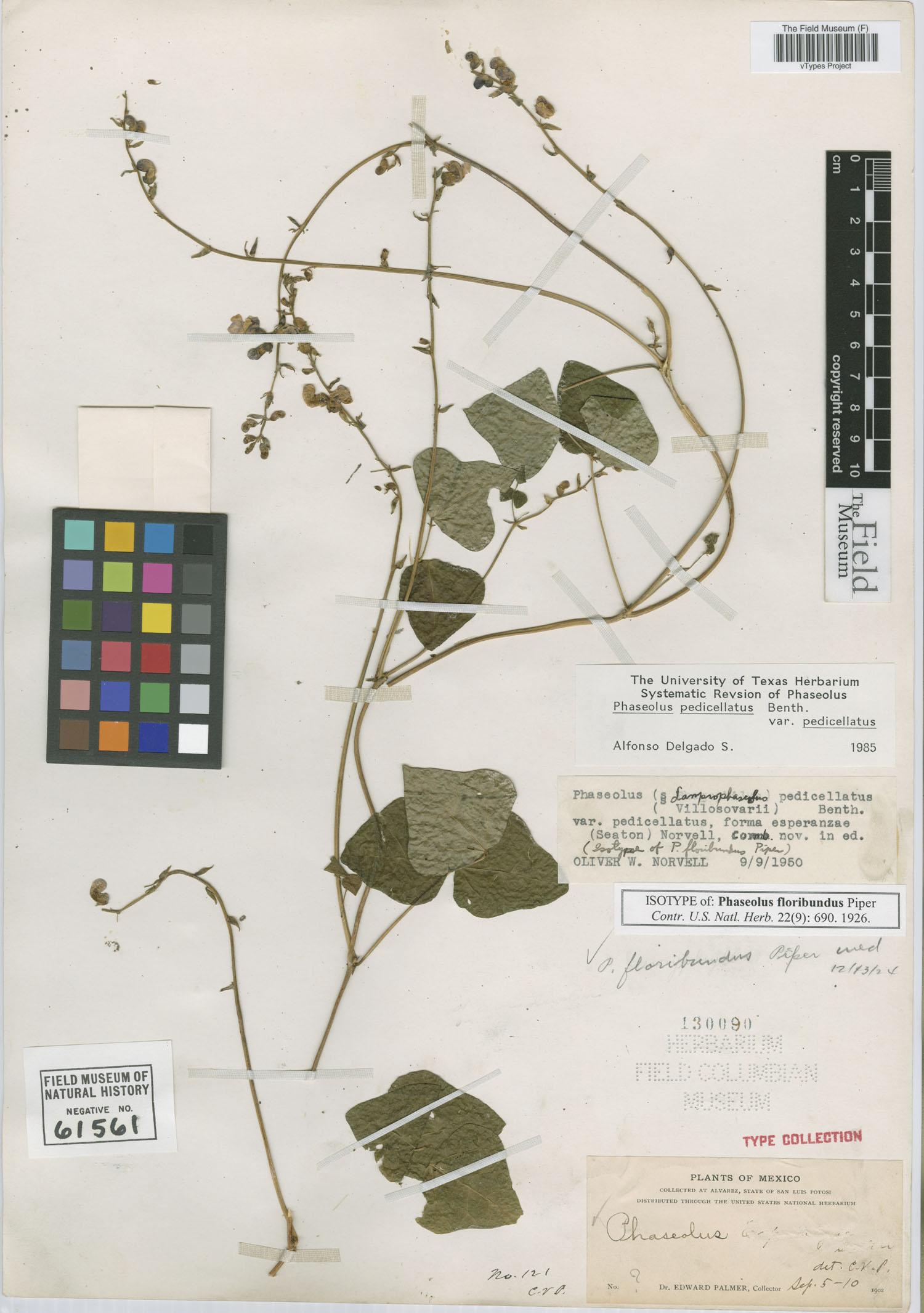 Phaseolus pedicellatus var. pedicellatus image