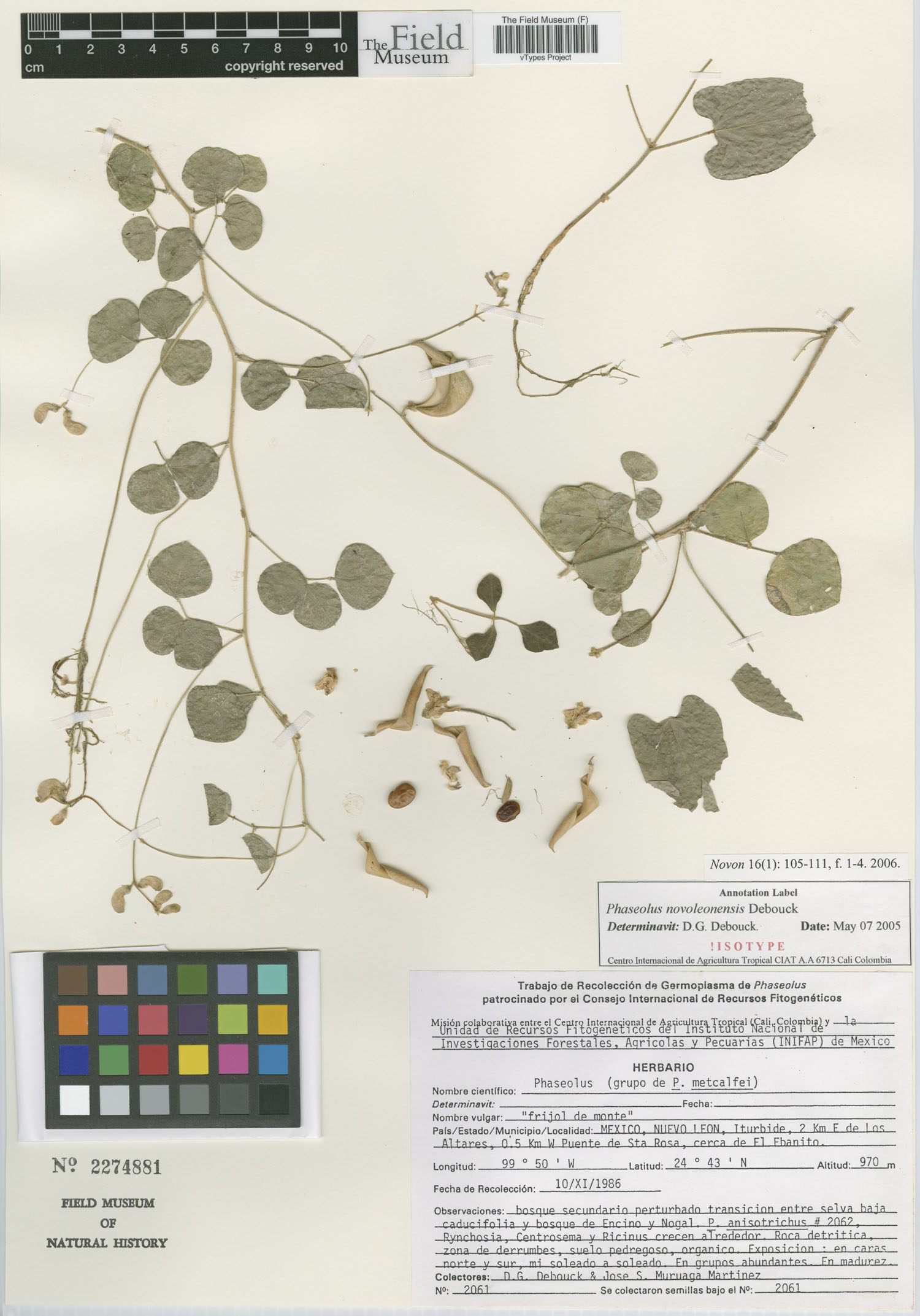 Phaseolus novoleonensis image