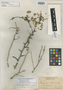 Piscidia cubensis image