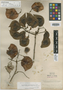 Pterocarpus acapulcensis Rose, MEXICO, E. Palmer 83, Isotype, F