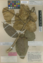 Pterocarpus magnicarpus Schery, VENEZUELA, J. A. Steyermark 61021, Holotype, F