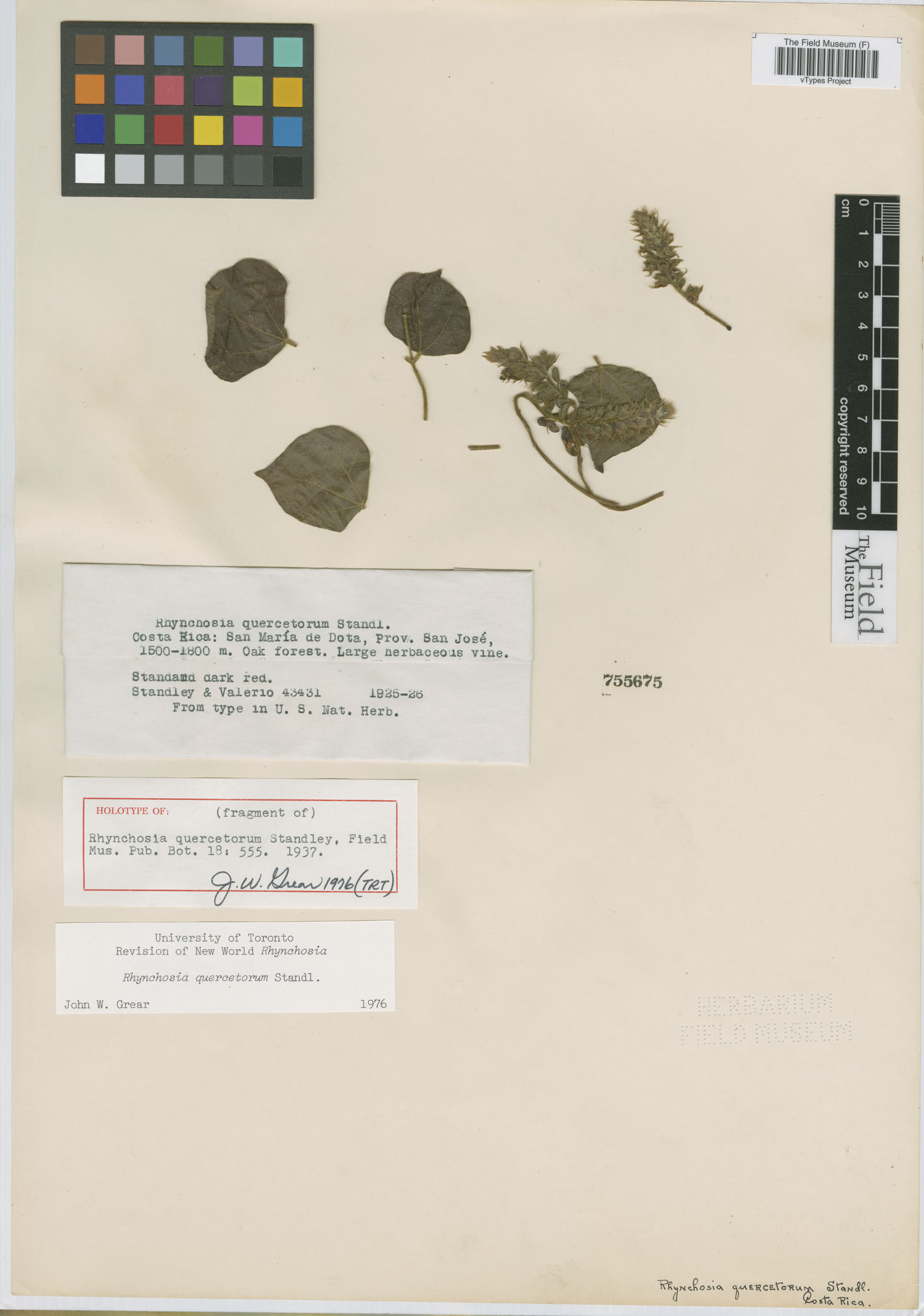 Rhynchosia quercetorum image