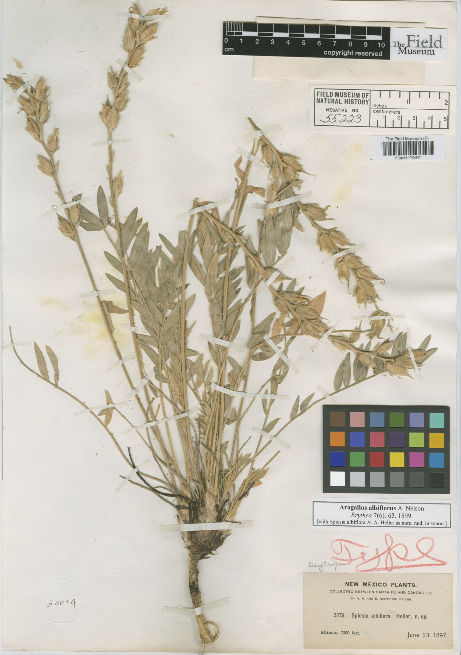 Spiesia albiflora image