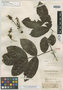 Swartzia latifolia Benth., BRITISH GUIANA [Guyana], R. H. Schomburgk 724, Isotype, F
