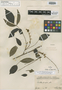 Swartzia microstylis Benth., BRITISH GUIANA [Guyana], R. H. Schomburgk 578, Isotype, F