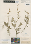 Tephrosia penicillata Benth., BRITISH GUIANA [Guyana], Schomburgk 678, Isotype, F