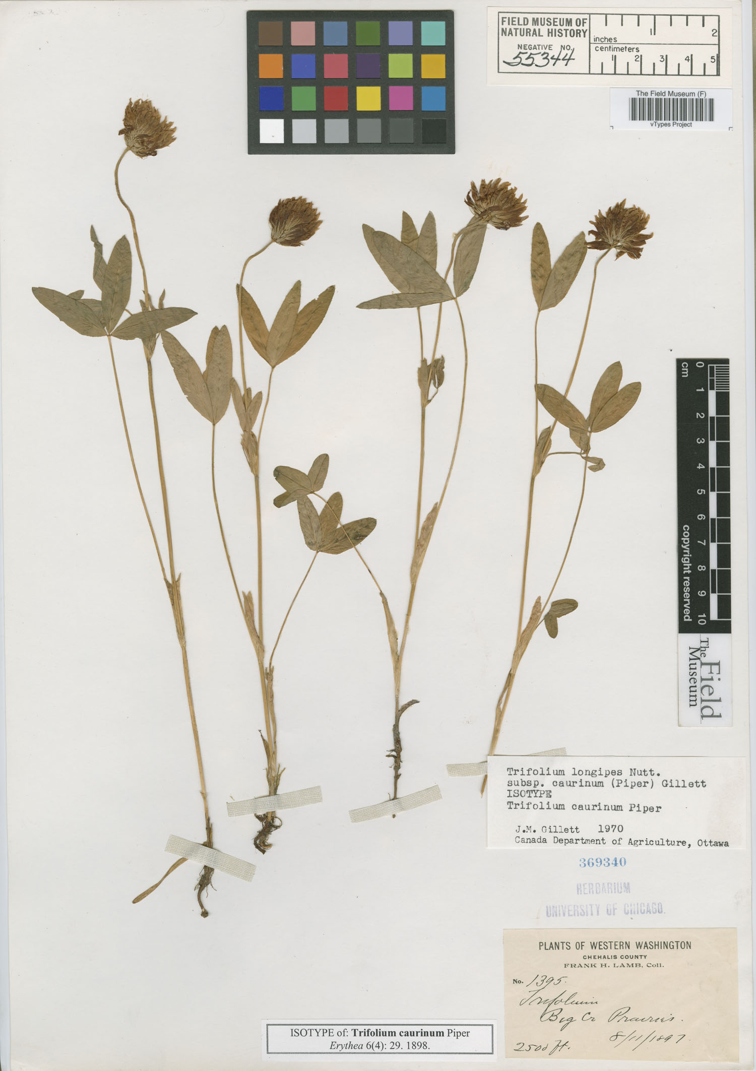 Trifolium caurinum image