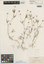 Trifolium hexanthum image