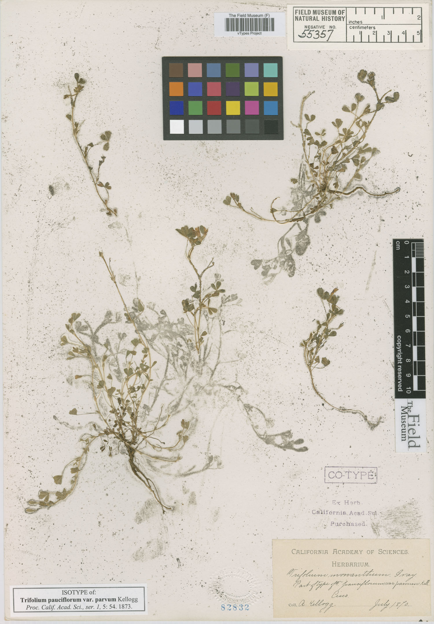 Trifolium pauciflorum image