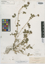 Trifolium splendens image