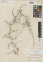 Vicia canifolia image