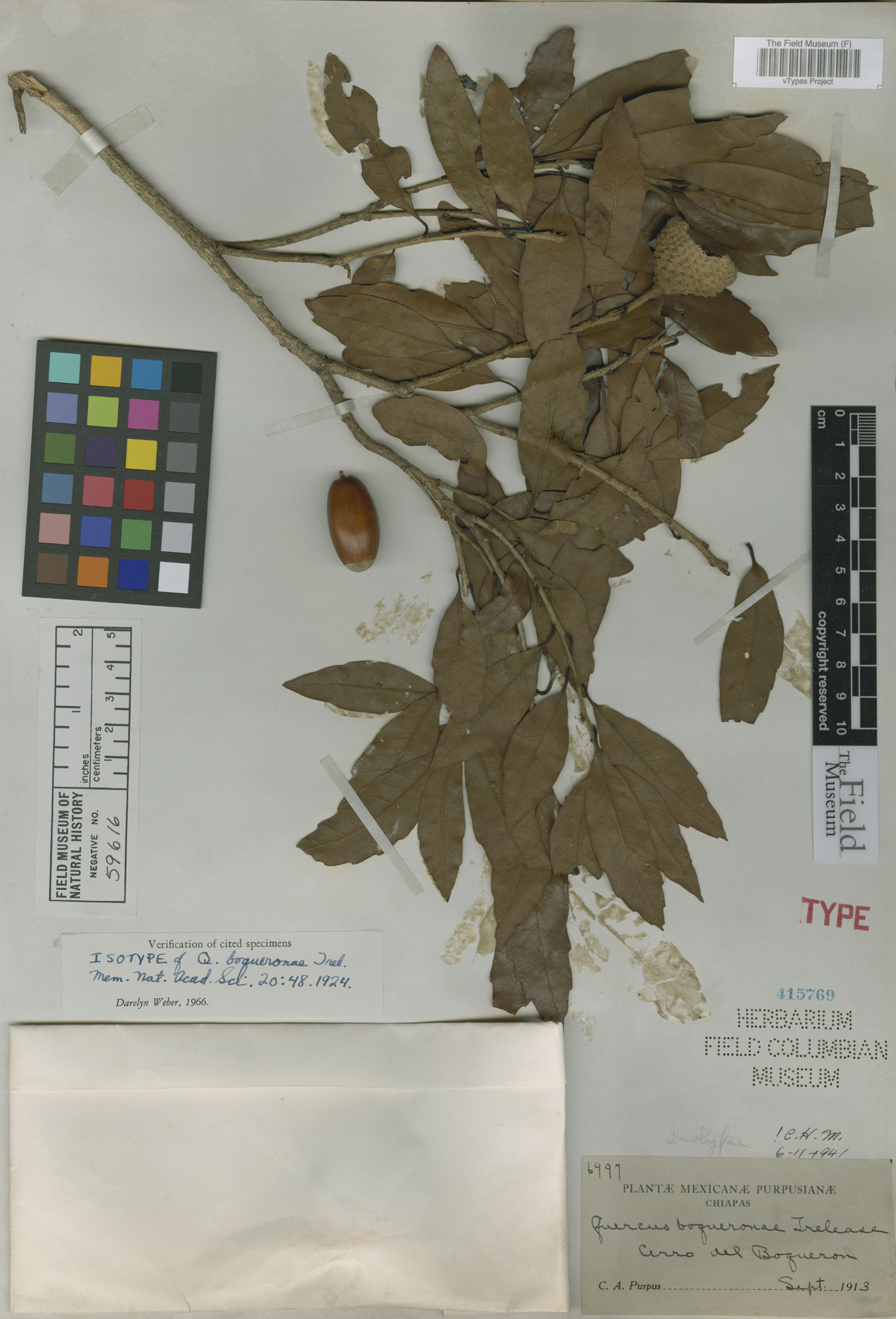 Quercus boqueronae image