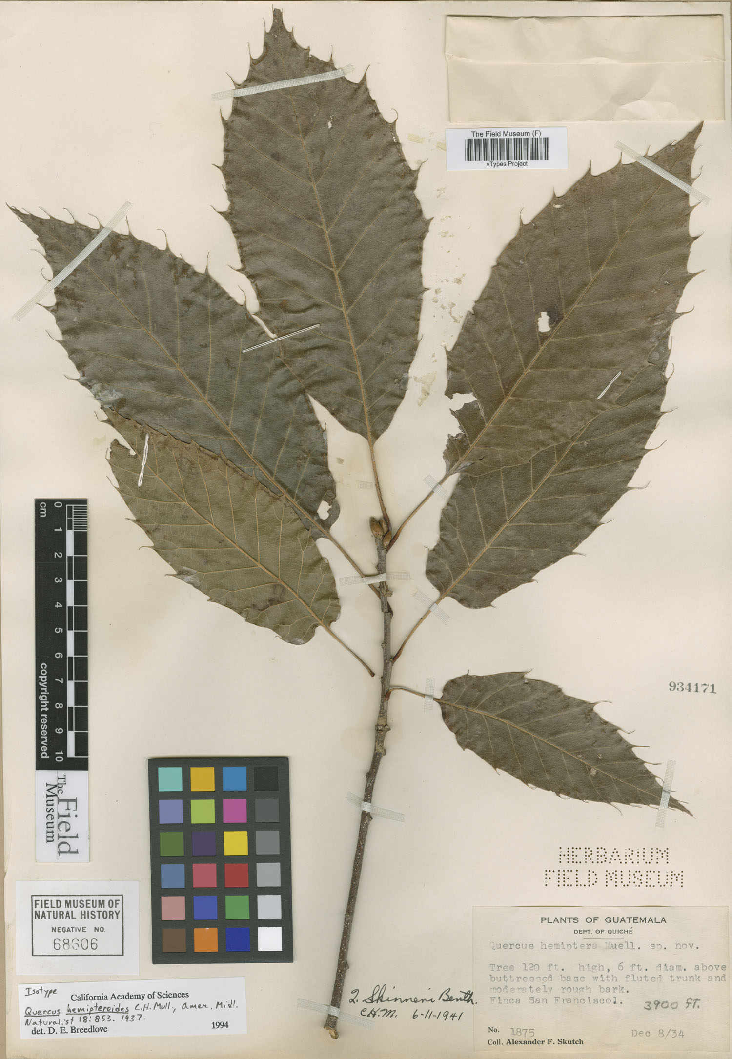 Quercus skinneri image