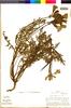Flora of the Lomas Formations: Argylia radiata (L.) D. Don, Peru, M. O. Dillon 3387, F
