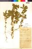 Flora of the Lomas Formations: Chenopodium L., Peru, C. Ochoa 562, F