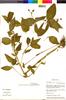 Flora of the Lomas Formations: Tinantia erecta (Jacq.) Schltdl., Peru, M. Weigend 553, F