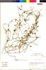Flora of the Lomas Formations: Convolvulus chilensis Pers., Chile, M. O. Dillon 4980, F