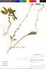 Flora of the Lomas Formations: Sisymbrium sagittatum Hook. & Arn., Chile, M. O. Dillon 5975, F