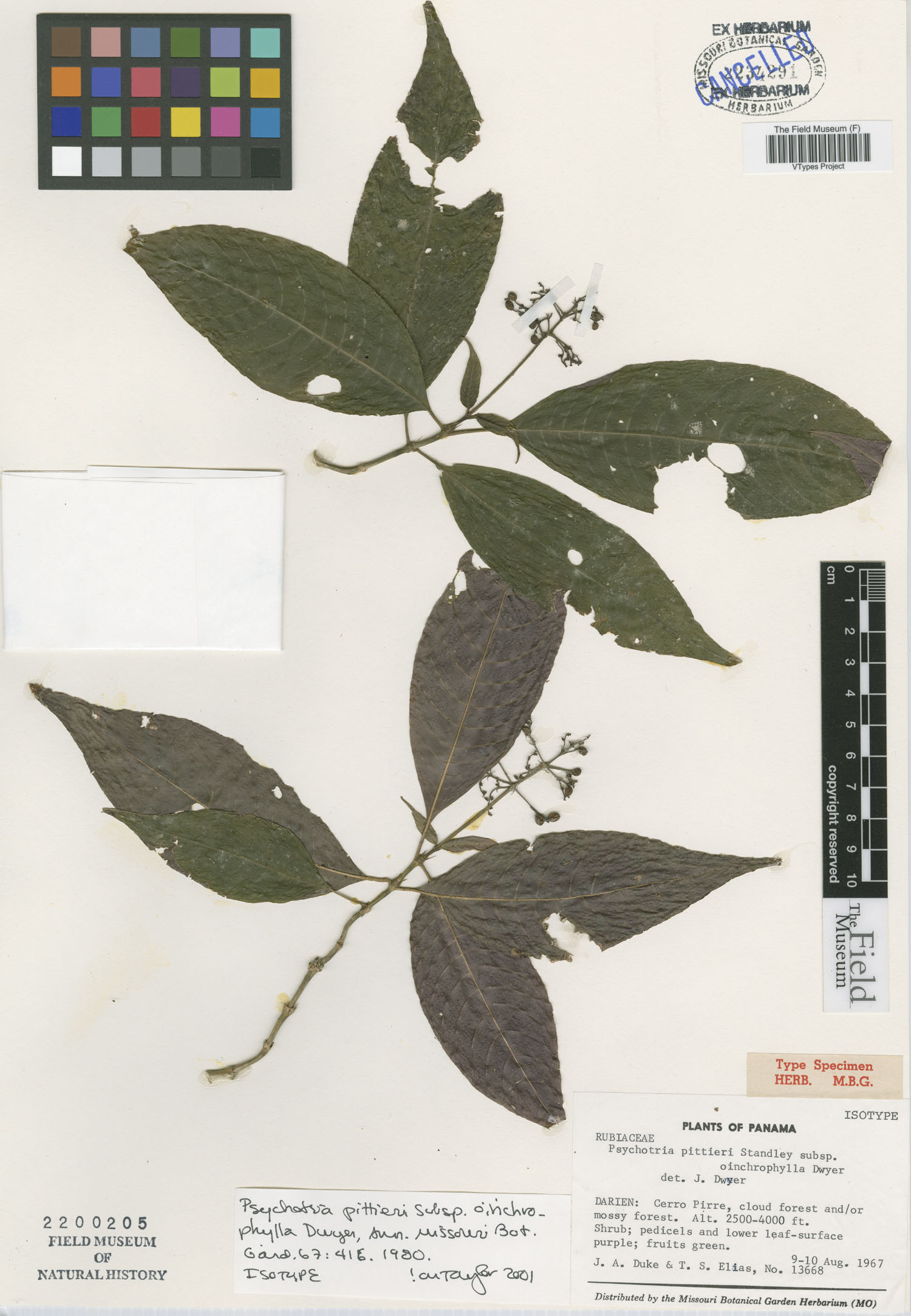 Psychotria pittieri image