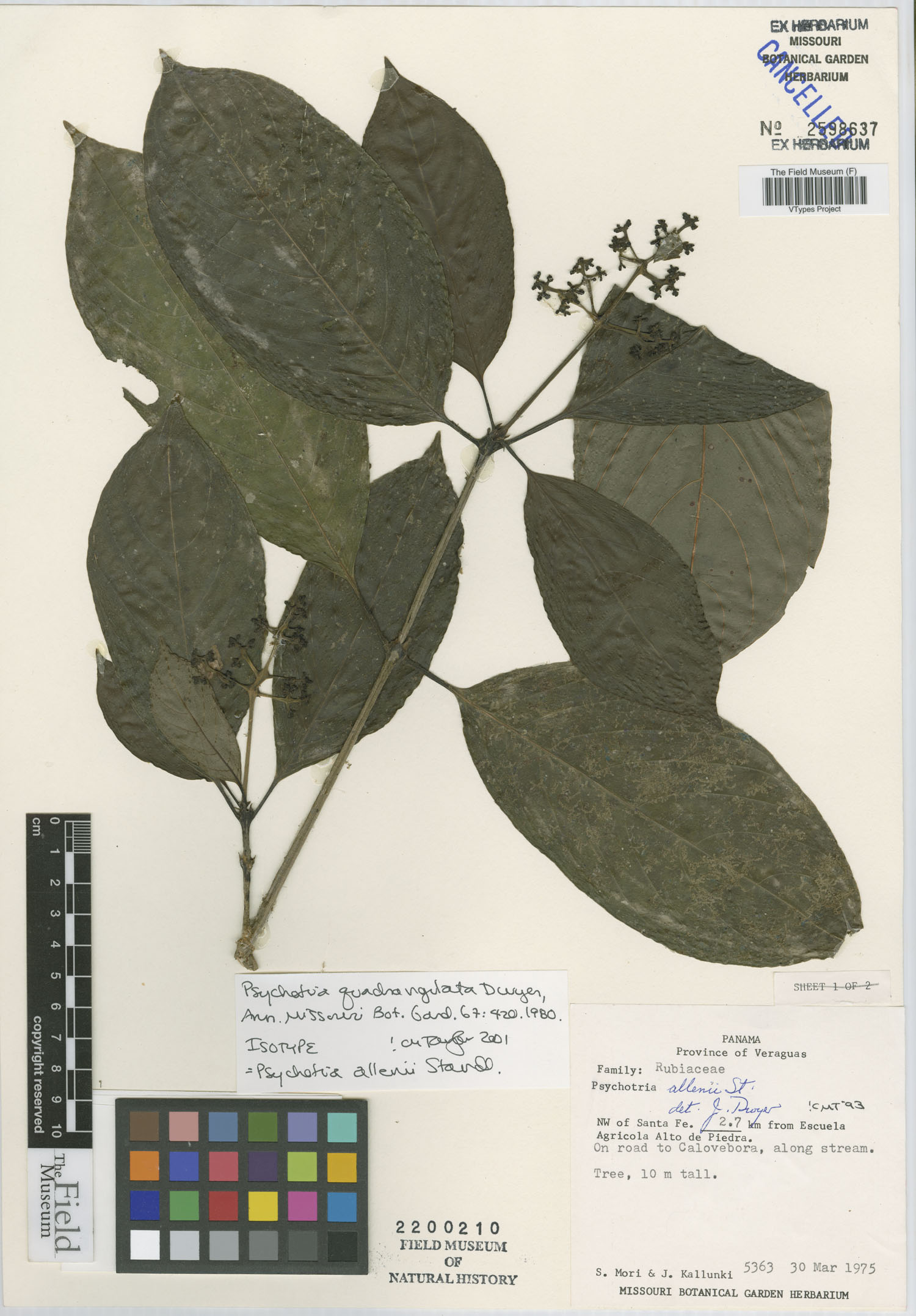 Psychotria quadrangulata image