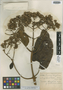 Gynoxys chagalensis Hieron., ECUADOR, F. C. Lehmann 7948, Isotype, F