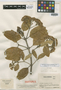 Gynoxys florulenta Cuatrec., COLOMBIA, J. Cuatrecasas 20148, Isotype, F