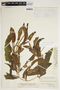 Potamogeton illinoensis Morong, U.S.A., W. C. Muenscher 4233, F
